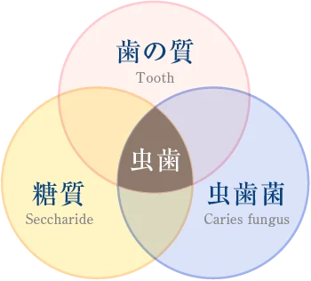 「歯の質」「糖質」「虫歯菌」